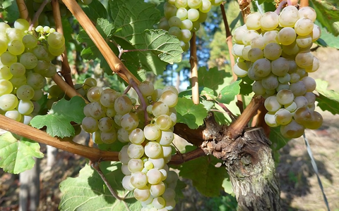 Weinlese 2025 / Blick in die Weinberge stimmt optimistisch - Foto: presseportal.de
