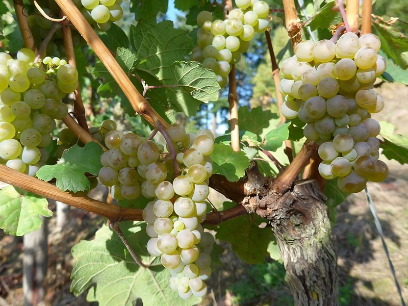 Weinlese 2025 / Blick in die Weinberge stimmt optimistisch - Foto: presseportal.de