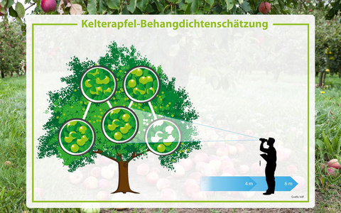 Streuobsternte mit 450.000 Tonnen in 2025 besser als erwartet - Foto: presseportal.de