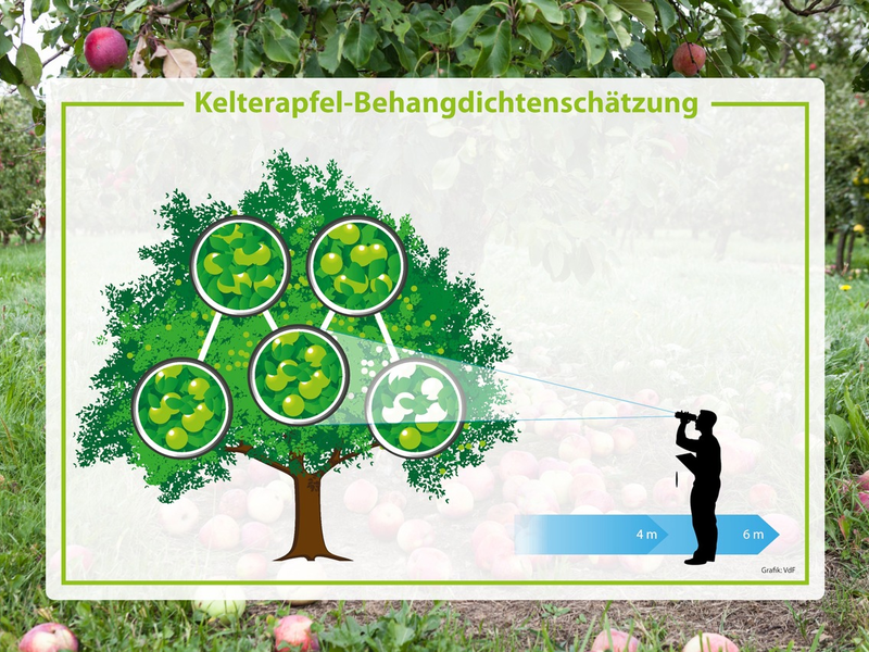 Streuobsternte mit 450.000 Tonnen in 2025 besser als erwartet - Foto: presseportal.de