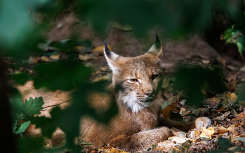 Luchse sind an ihren Pinselohren zu erkennen. (Symbolbild) - Foto: Daniel Karmann/dpa
