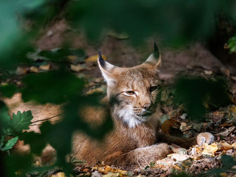 Luchse sind an ihren Pinselohren zu erkennen. (Symbolbild) - Foto: Daniel Karmann/dpa