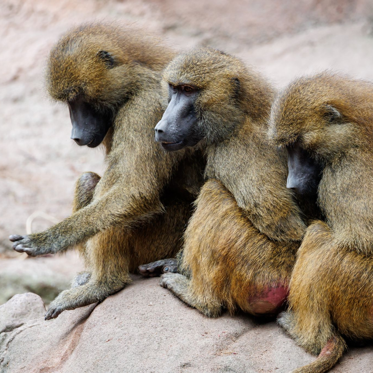 Nach Angaben des Tiergartens kommt es in der Pavian-Gruppe verstärkt zu Konflikten, bei denen sich die Tiere verletzen. - Foto: Daniel Karmann/dpa