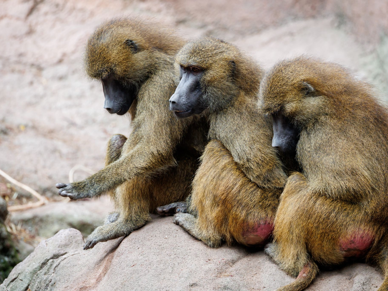 In dem Gehege leben laut dem Tiergarten mehr als 40 Paviane. Ausgelegt ist die Anlage für 25 Affen plus Jungtiere. (Archivbild) - Foto: Daniel Karmann/dpa