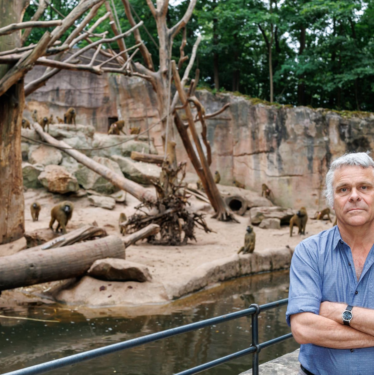 Dass die Tötung der Paviane im Gegensatz zu vielen anderen Zootieren für einen Aufschrei sorgt, ist nach Ansicht von Direktor Dag Encke eine emotionale Geschichte. - Foto: Daniel Karmann/dpa