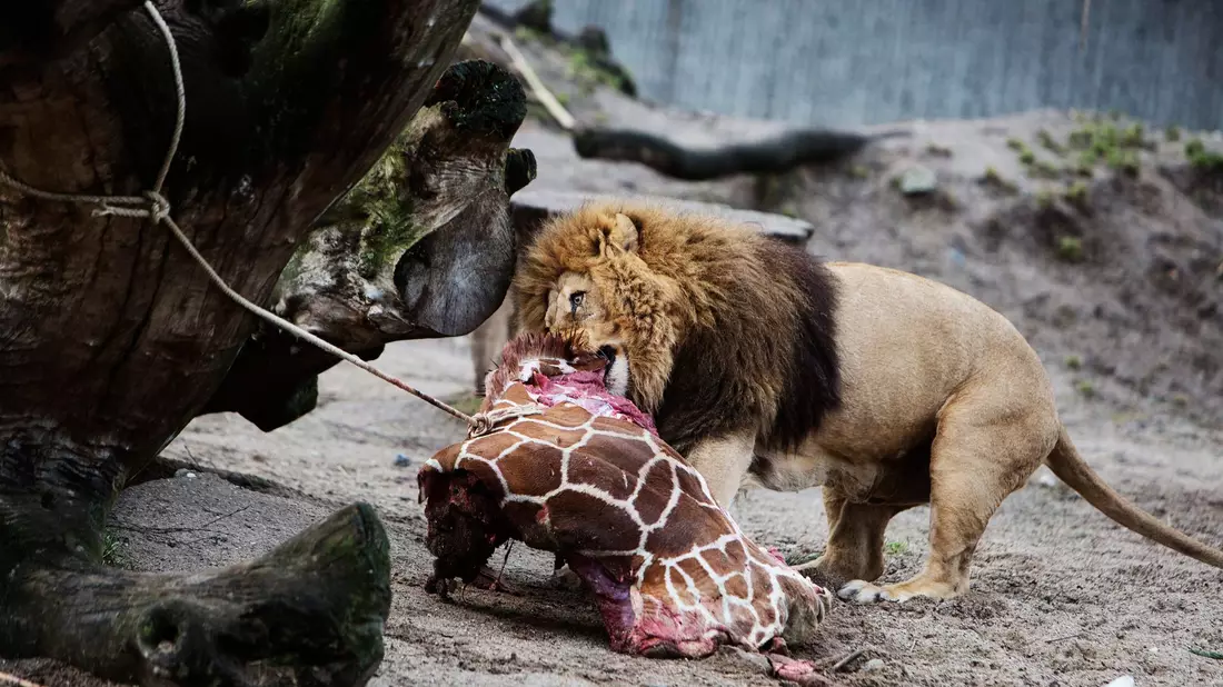 Für Schlagzeilen sorgte 2014 der Kopenhagener Zoo, als er die Giraffe Marius tötete und an Löwen verfütterte. - Bild: Kasper Palsnov/EPA/dpa