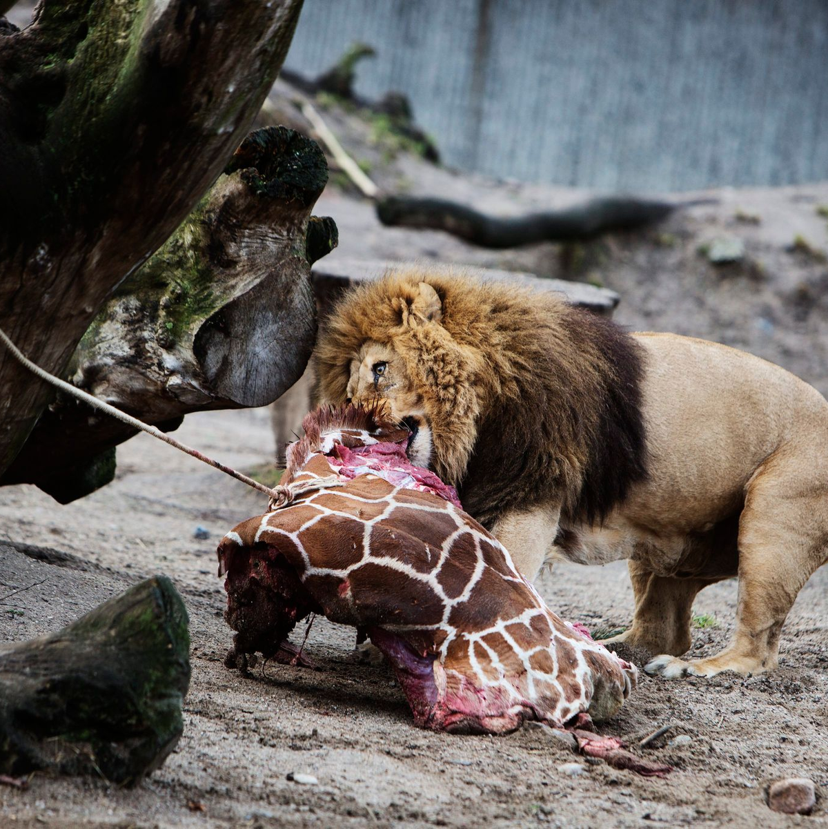 Für Schlagzeilen sorgte 2014 der Kopenhagener Zoo, als er die Giraffe Marius tötete und an Löwen verfütterte. - Foto: Kasper Palsnov/EPA/dpa