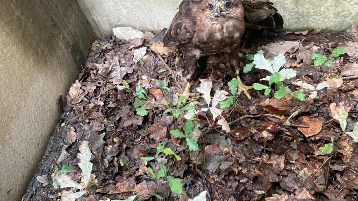 FW-F: Adlerblick und Teamgeist: Feuerwehr Frankfurt rettet Bussard 