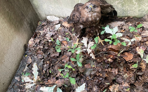 FW-F: Adlerblick und Teamgeist: Feuerwehr Frankfurt rettet Bussard Hugo aus misslicher Lage - Foto: presseportal.de