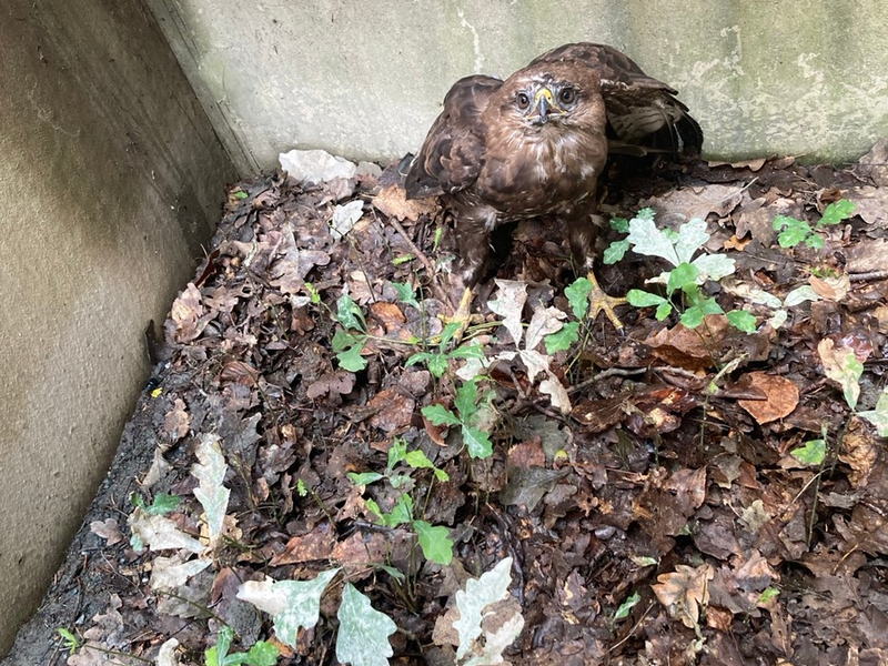 FW-F: Adlerblick und Teamgeist: Feuerwehr Frankfurt rettet Bussard Hugo aus misslicher Lage - Foto: presseportal.de