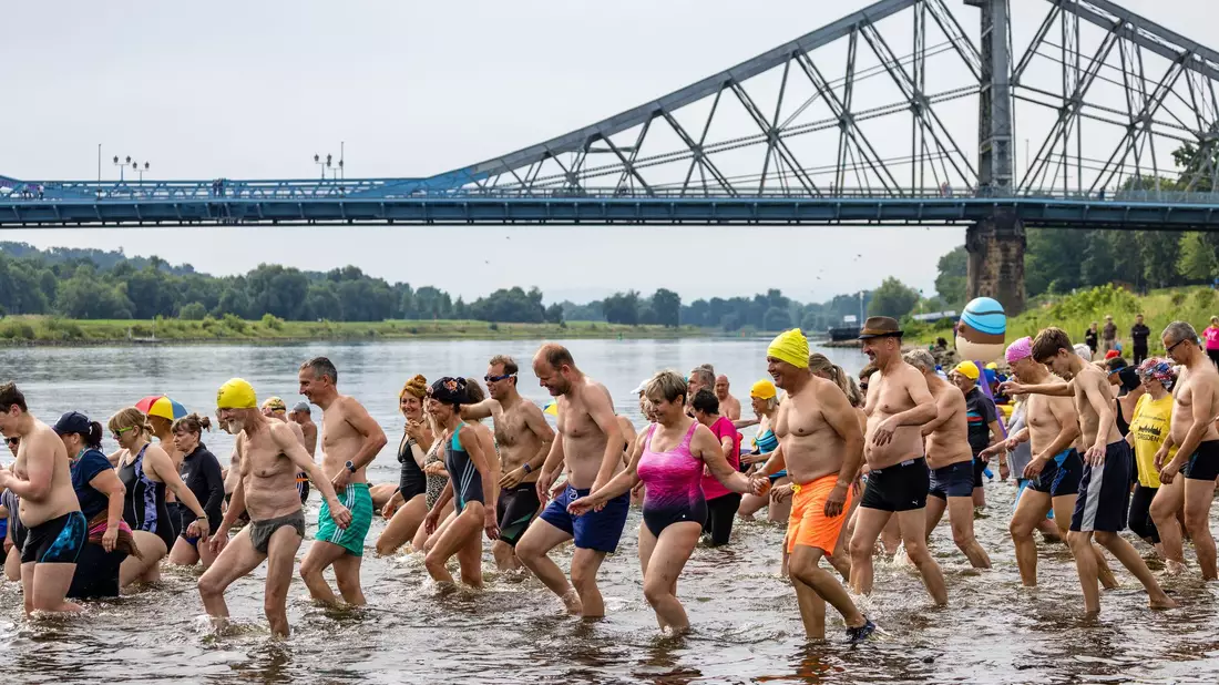 Das Elbeschwimmen wird immer beliebter. - Bild: Frank Hammerschmidt/dpa