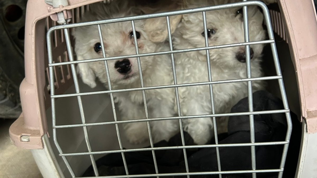 HZA-A: Augsburger Zöllner entdecken Hundewelpen - Foto: presseportal.de