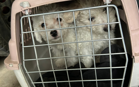 HZA-A: Augsburger Zöllner entdecken Hundewelpen - Foto: presseportal.de