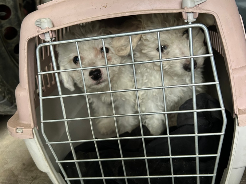 HZA-A: Augsburger Zöllner entdecken Hundewelpen - Foto: presseportal.de