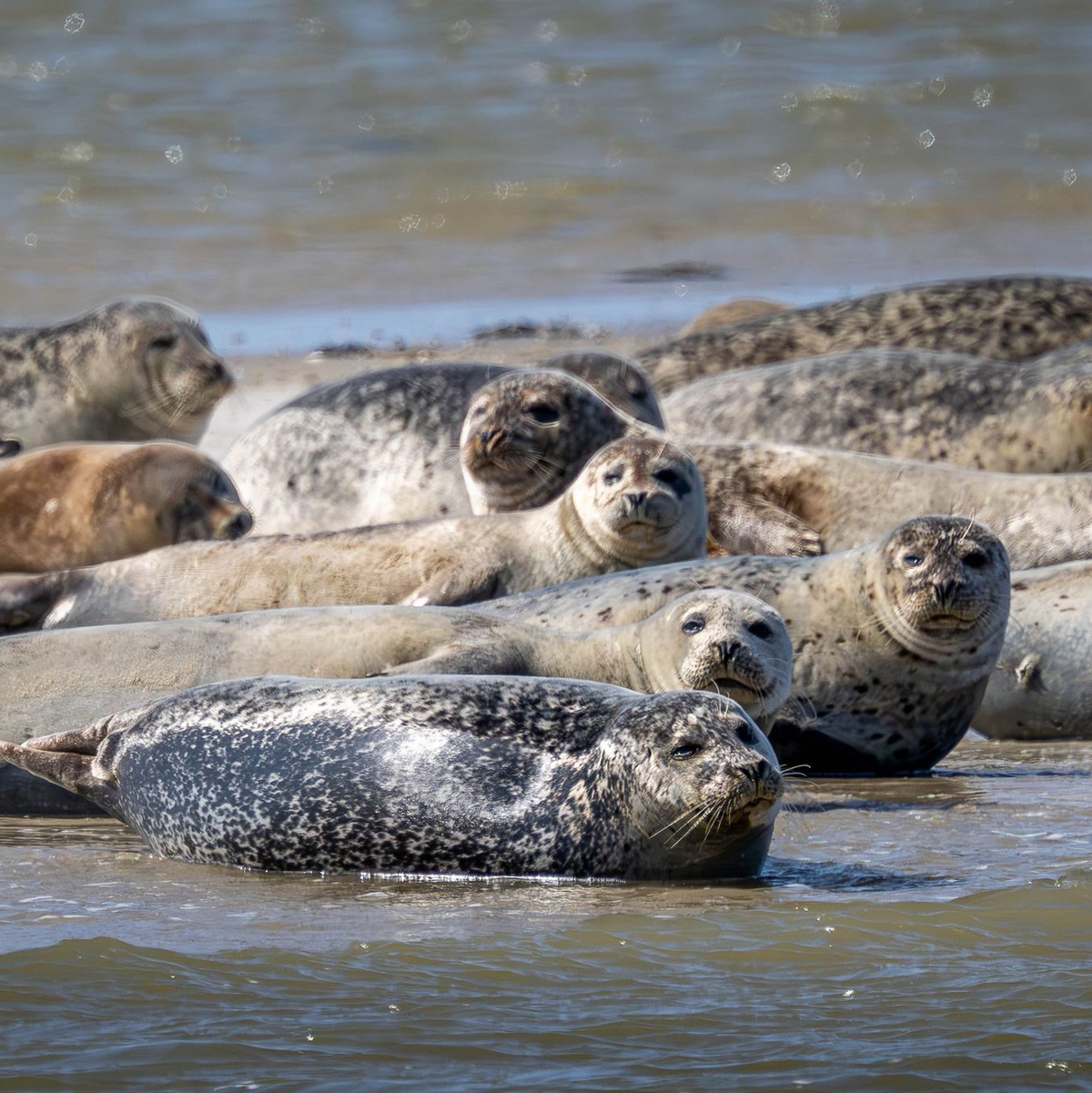 Seehunde brauchen etwa für die Aufzucht ihrer Jungtiere viel Ruhe und sollten nicht gestört werden. (Archivbild) - Foto: Sina Schuldt/dpa