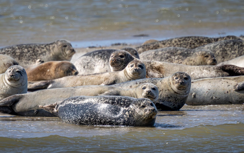 Seehunde brauchen etwa für die Aufzucht ihrer Jungtiere viel Ruhe und sollten nicht gestört werden. (Archivbild) - Foto: Sina Schuldt/dpa