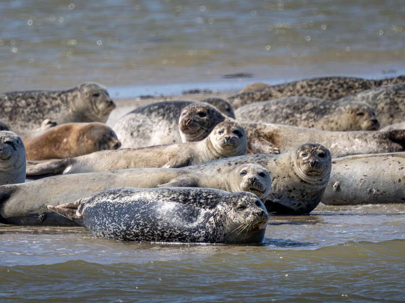 Seehunde brauchen etwa für die Aufzucht ihrer Jungtiere viel Ruhe und sollten nicht gestört werden. (Archivbild) - Foto: Sina Schuldt/dpa