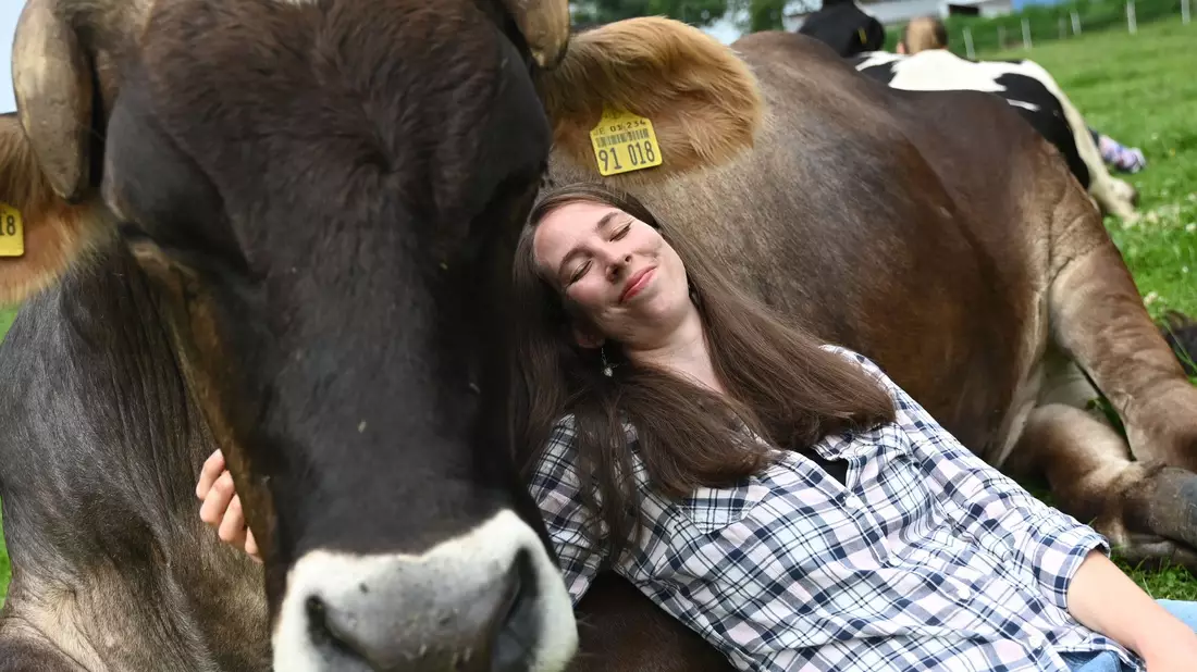 Wenn die Kuh keine Lust auf Gesellschaft oder Kuscheln hat, lässt man sie in Ruhe – jedes Rind kann einfach aufstehen und weggehen. - Bild: David Hammersen/dpa