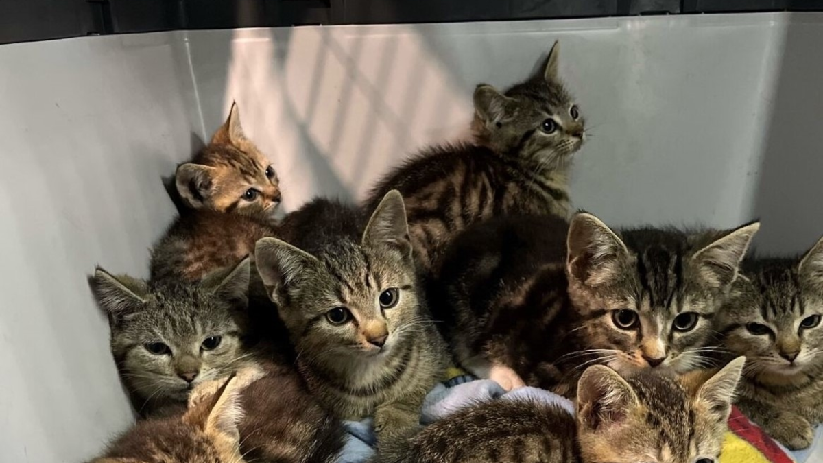 POL-BO: Katzenbabys am Waldrand ausgesetzt - Spaziergängerin informiert die Polizei - Foto: presseportal.de