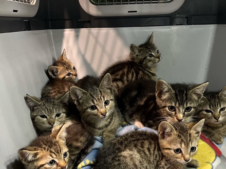POL-BO: Katzenbabys am Waldrand ausgesetzt - Spaziergängerin informiert die Polizei - Foto: presseportal.de