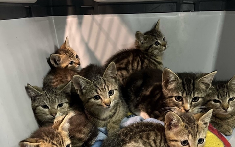 POL-BO: Katzenbabys am Waldrand ausgesetzt - SpaziergÀngerin informiert die Polizei - Foto: presseportal.de POL-BO: Katzenbabys am Waldrand ausgesetzt - SpaziergÀngerin informiert die Polizei - Foto: presseportal.de