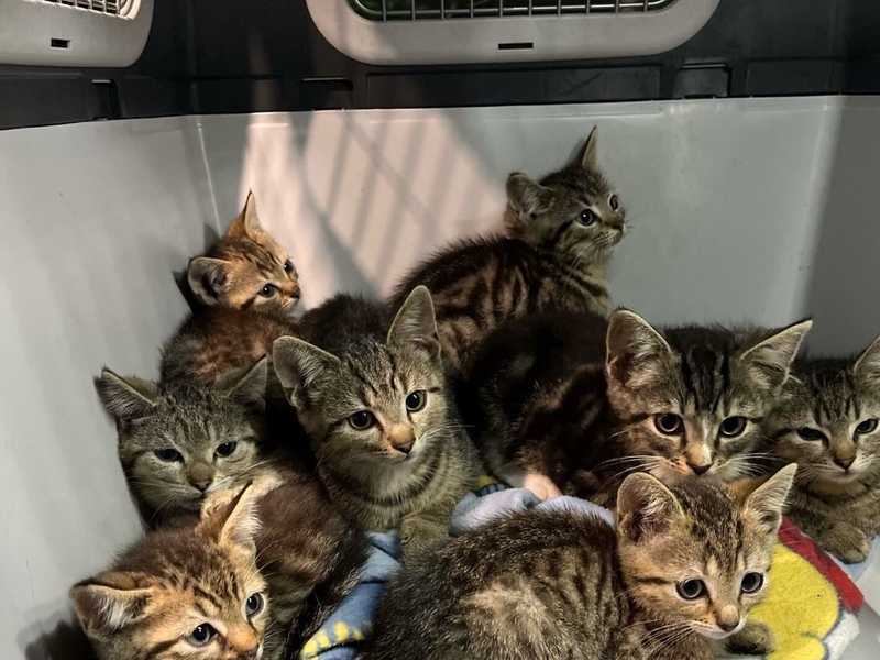 POL-BO: Katzenbabys am Waldrand ausgesetzt - Spaziergängerin informiert die Polizei - Foto: presseportal.de