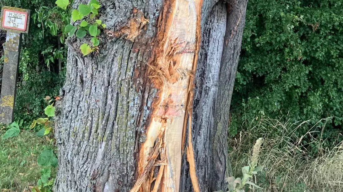 POL-KLE: Rees - Unbekannter Verkehrsteilnehmer beschädigt Straßenbaum und entfernt sich: Polizei nimmt Ermittlungen auf und sucht Zeugen - Bild: presseportal.de