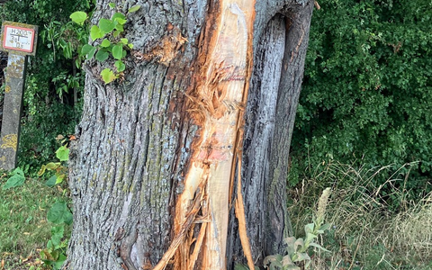 POL-KLE: Rees - Unbekannter Verkehrsteilnehmer beschädigt Straßenbaum und entfernt sich: Polizei nimmt Ermittlungen auf und sucht Zeugen - Foto: presseportal.de