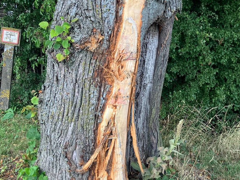POL-KLE: Rees - Unbekannter Verkehrsteilnehmer beschädigt Straßenbaum und entfernt sich: Polizei nimmt Ermittlungen auf und sucht Zeugen - Foto: presseportal.de