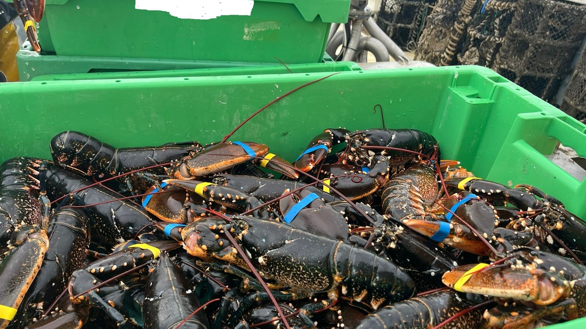 POL-IZ: 250729.3 Brunsbüttel: Illegal gefischte Hummer - Foto: presseportal.de