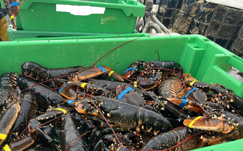 POL-IZ: 250729.3 Brunsbüttel: Illegal gefischte Hummer - Foto: presseportal.de