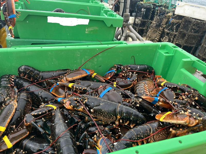 POL-IZ: 250729.3 Brunsbüttel: Illegal gefischte Hummer - Foto: presseportal.de