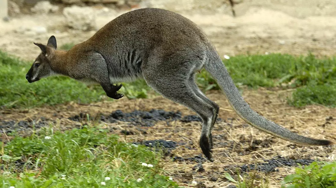 Zwei Kängurus wurden in Solingen geköpft - die Ermittler suchen nun einen unbekannten Tierquäler. (Symbolbild)  - Bild: Armin Weigel/dpa