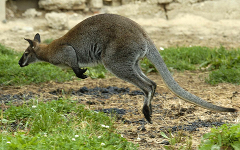 Zwei KÀngurus wurden in Solingen geköpft - die Ermittler suchen nun einen unbekannten TierquÀler. (Symbolbild) - Foto: Armin Weigel/dpa Zwei KÀngurus wurden in Solingen geköpft - die Ermittler suchen nun einen unbekannten TierquÀler. (Symbolbild) - Foto: Armin Weigel/dpa