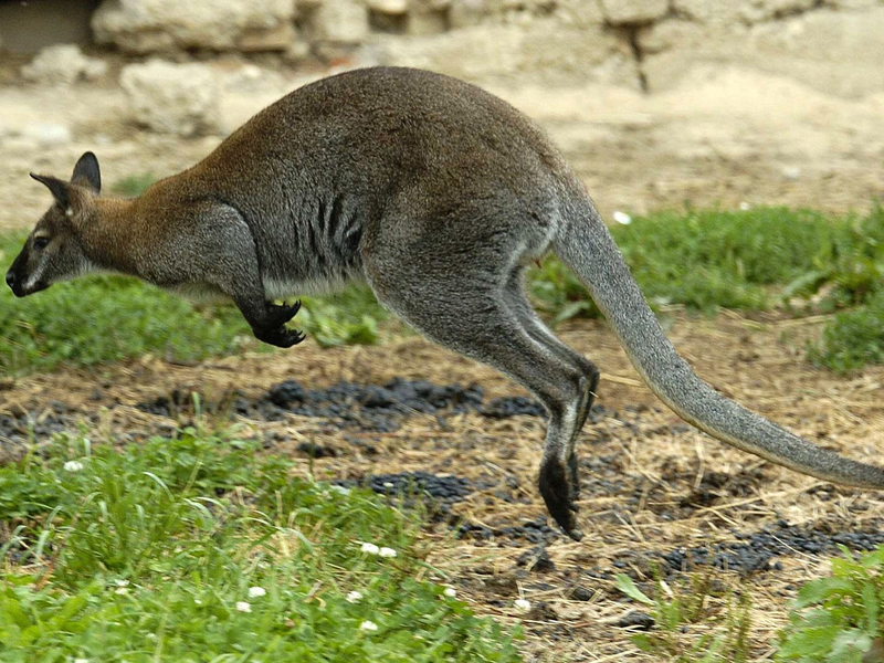 Zwei Kängurus wurden in Solingen geköpft - die Ermittler suchen nun einen unbekannten Tierquäler. (Symbolbild)  - Foto: Armin Weigel/dpa