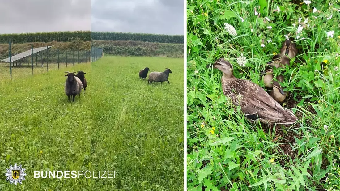 Bundespolizeidirektion München: Tierische Einsätze der Bundespolizei - Bild: presseportal.de