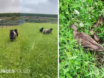 Bundespolizeidirektion München: Tierische Einsätze der Bundespolizei - Foto: presseportal.de