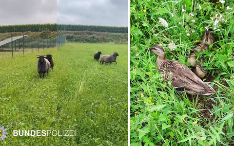 Bundespolizeidirektion München: Tierische Einsätze der Bundespolizei - Foto: presseportal.de