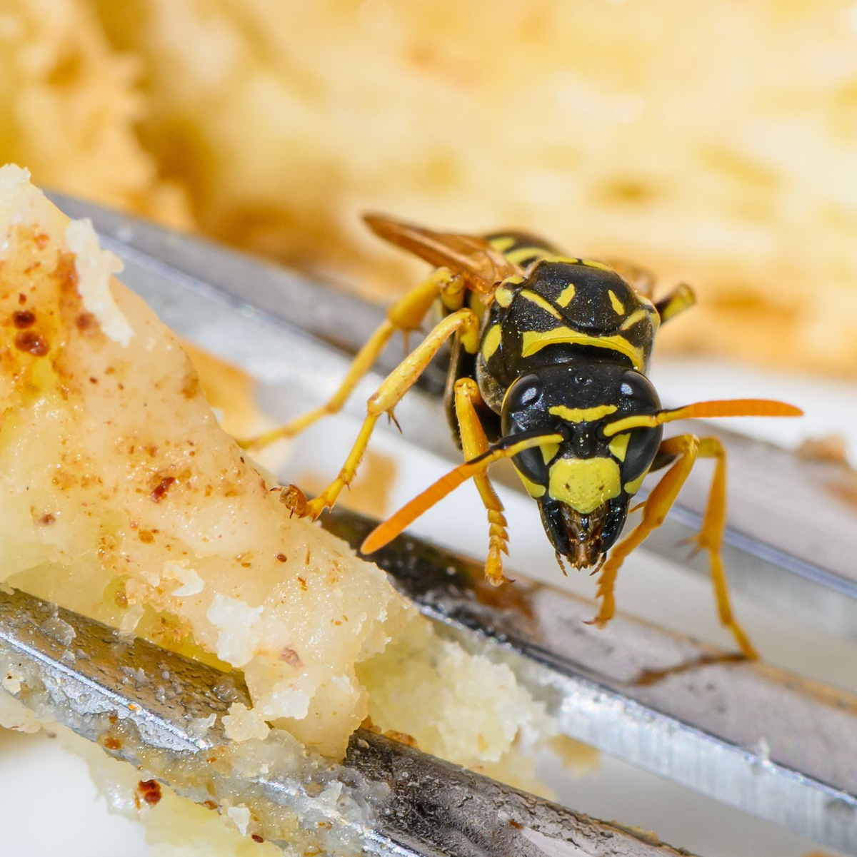 Wer Wespen auf seinem Brot oder Kuchen entdeckt, der sollte am besten die Ruhe bewahren - und nicht nach ihnen pusten oder schlagen. (Symbolbild) - Foto: Patrick Pleul/dpa