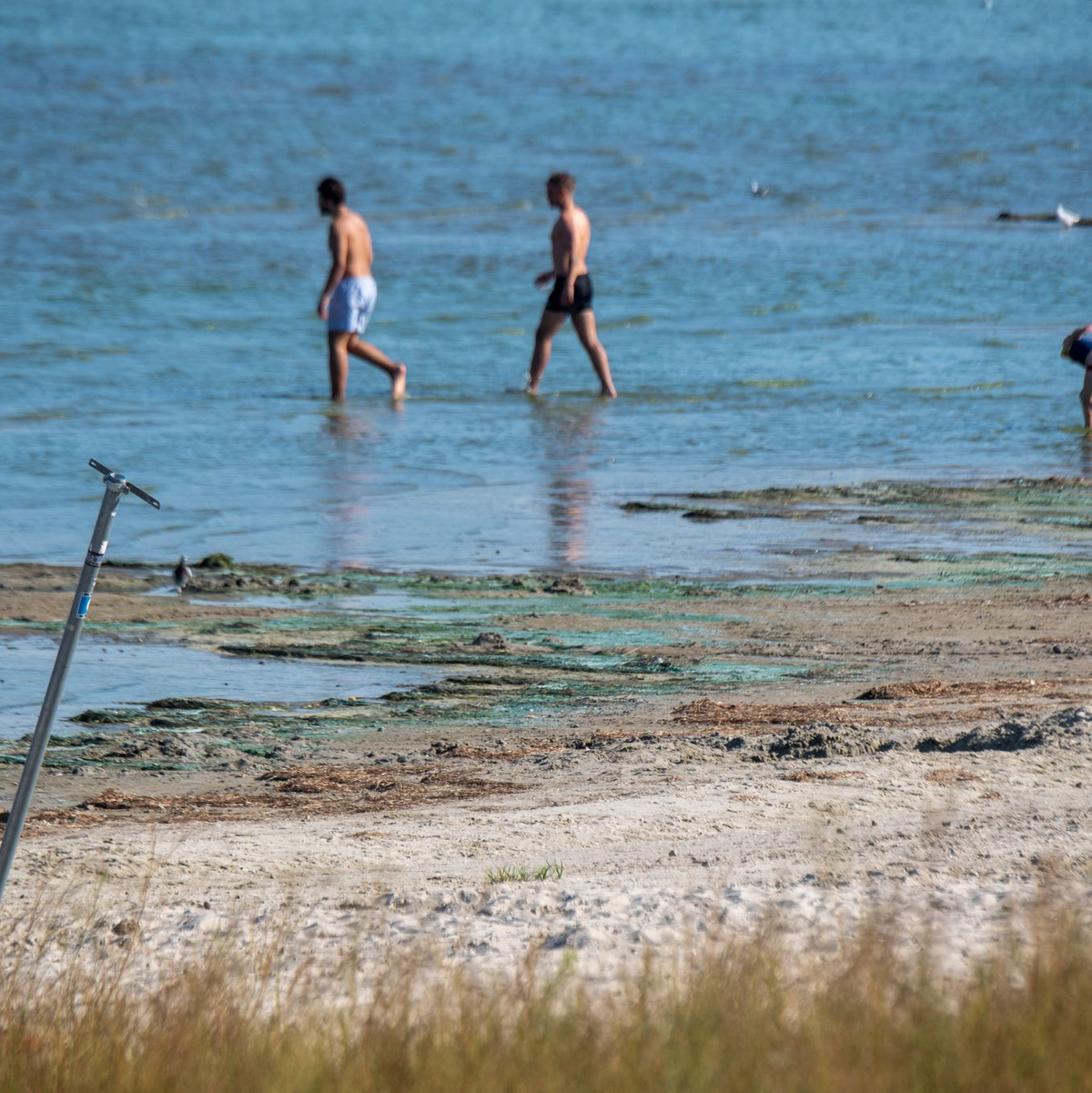 Der Kontakt mit blühenden Blaualgen kann unangenehme Folgen haben - wie Übelkeit, Fieber oder gar Atemnot. Zu Beginn des Sommers ist das meist noch kein Problem. (Symbolbild) - Foto: Stefan Sauer/dpa