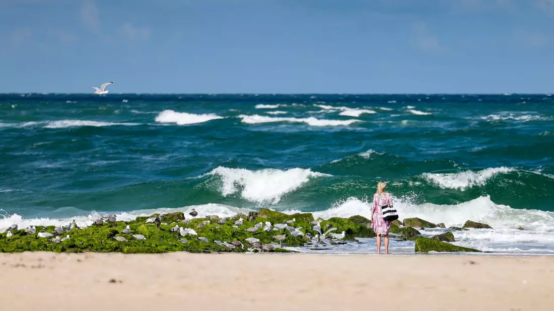  Die meisten in Nord- und Ostsee vorkommenden Quallen sind für den Menschen ungefährlich. - Bild: Frank Molter/dpa