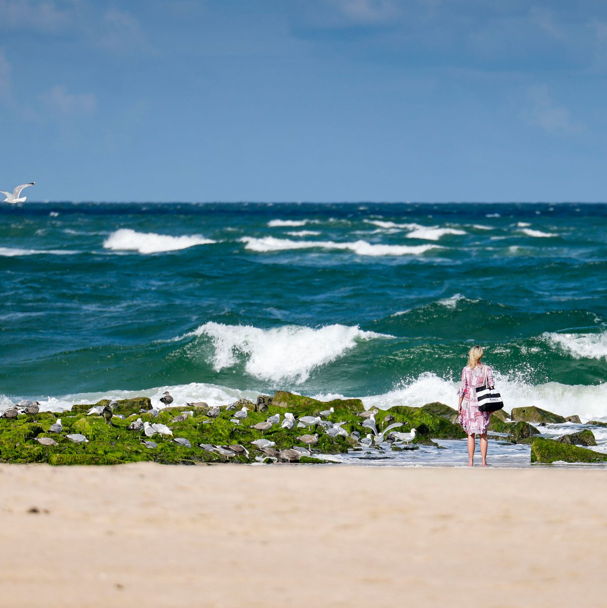  Die meisten in Nord- und Ostsee vorkommenden Quallen sind für den Menschen ungefährlich. - Foto: Frank Molter/dpa