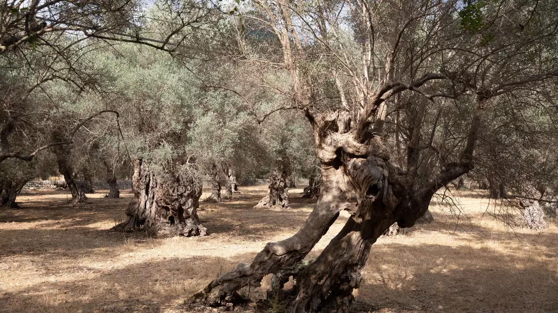 Wassermangel im Sommer ist auf Mallorca nichts Neues. (Archivfoto) - Bild: Clara Margais/dpa