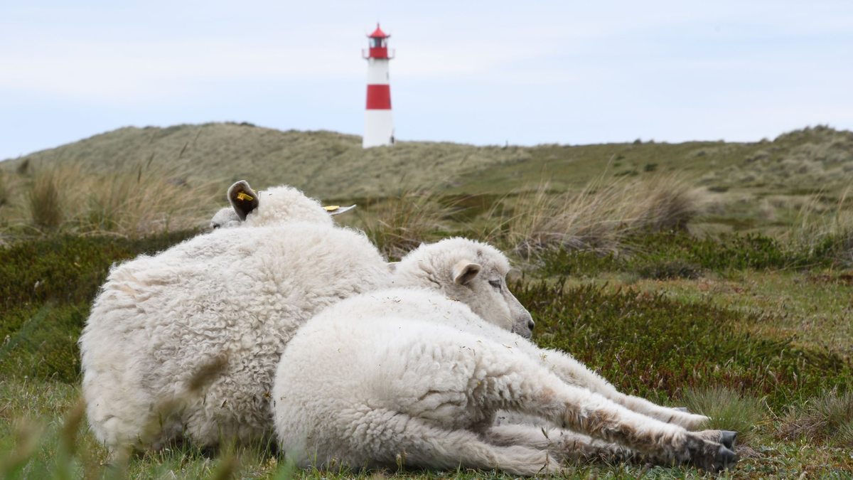 Unter anderem im Naturschutzgebiet Lister Ellenbogen (Sylt) waren Schafherden gefährdet. (Symbolbild) - Foto: Lea Sarah Albert/dpa