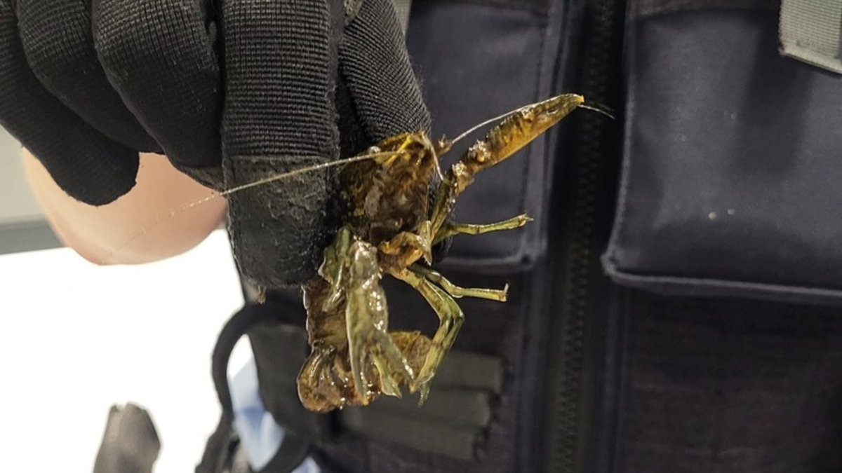 BPOL NRW: Freilaufende Flusskrebse in der S-Bahn - Bundespolizei stellt 21 Schalentiere sicher - Foto: presseportal.de