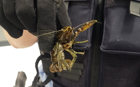 BPOL NRW: Freilaufende Flusskrebse in der S-Bahn - Bundespolizei stellt 21 Schalentiere sicher - Foto: presseportal.de