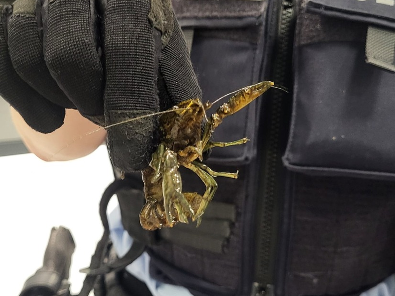 BPOL NRW: Freilaufende Flusskrebse in der S-Bahn - Bundespolizei stellt 21 Schalentiere sicher - Foto: presseportal.de
