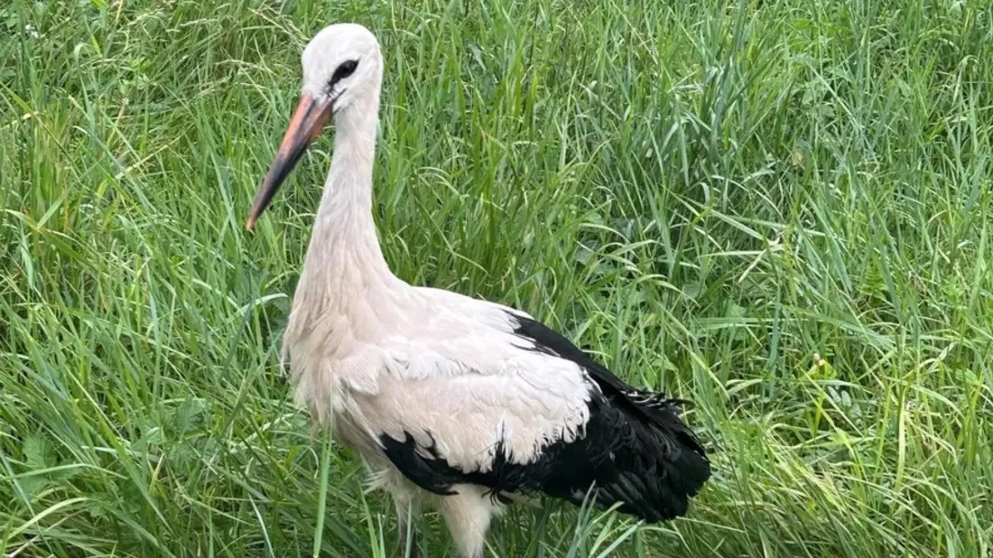 BPOL-KL: Bundespolizei rettet Storch aus dem Gleis - Bild: presseportal.de
