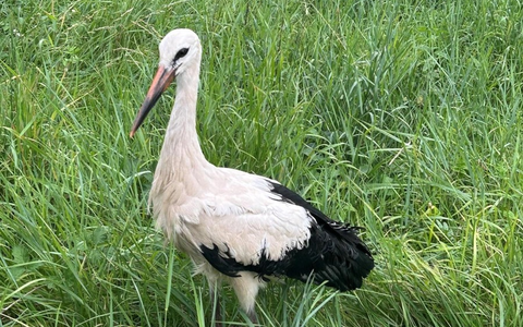BPOL-KL: Bundespolizei rettet Storch aus dem Gleis - Foto: presseportal.de