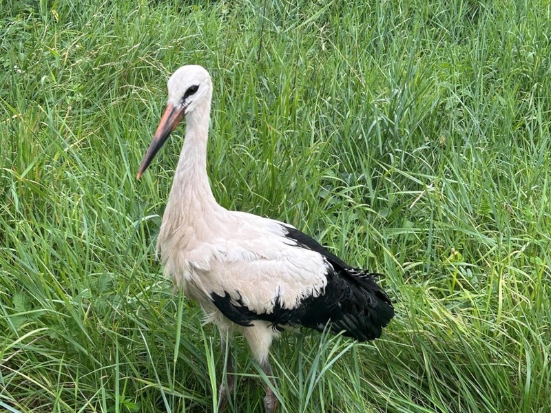 BPOL-KL: Bundespolizei rettet Storch aus dem Gleis - Foto: presseportal.de